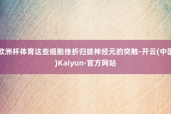 欧洲杯体育这些细胞挫折归拢神经元的突触-开云(中国)Kaiyun·官方网站